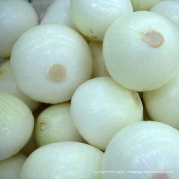 Exportar buena calidad cebolla pelada china fresca